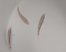 Parupeneus Barberinus Ml