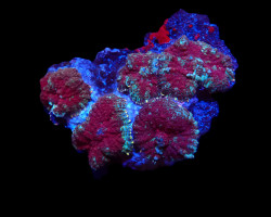 Rhodactis Inchoata (Green) (Grade A) M