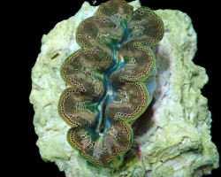 Tridacna Crocea (6Cm)