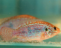 Hemichromis Bimaculatus 4-5