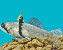 Redigobius Balteatus M