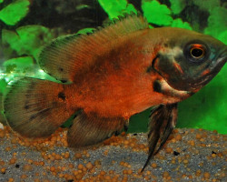 Astronotus Ocel.Red S/M