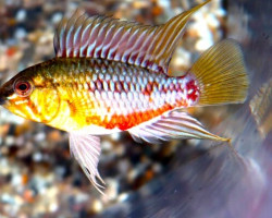 Apistogramma Hongsloi ( Maschio S) M