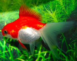 Car. Aur. Red/White Fantail  5/6