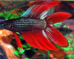 Betta Splendens Doubletail Maschio L