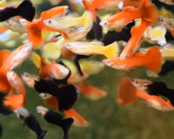 Guppy Man 'Belgium/German Flag' M