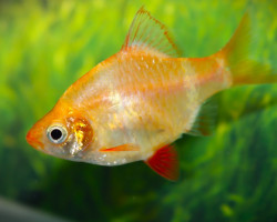 Puntigrus Tetrazona Albino S/M