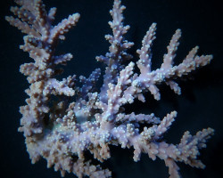 Acropora Horrida L