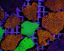 Leptastrea Spp. (Premium) Xl