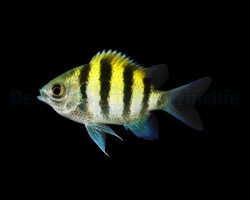 Abudefduf Vaigiensis (Indo-Pacific) Ml