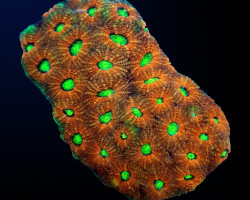 Acanthastrea Echinata (Ultra) L