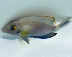 Acanthurus Auranticavus M