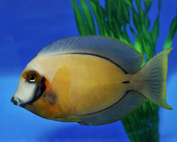 Acanthurus Pyroferus M