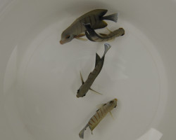 Acanthurus Tristis M