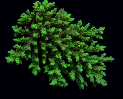 Acropora Aculeus L