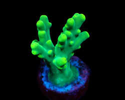 Acropora Caroliniana (Frag) M