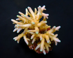 Acropora Caroliniana Ml