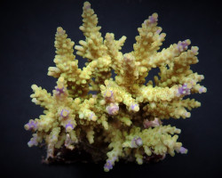 Acropora Cerealis L