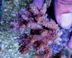 Acropora Cerealis M