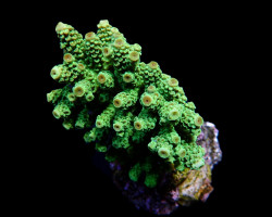 Acropora Florida S