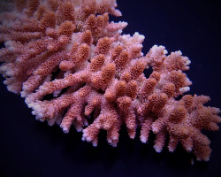 Acropora Hyacinthus L