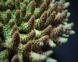 Acropora Hyacinthus M
