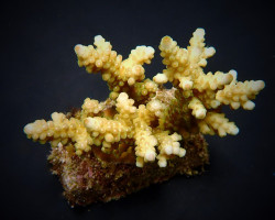 Acropora Loripes Ml