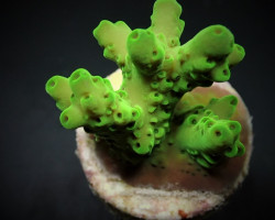 Acropora Loripes Xs