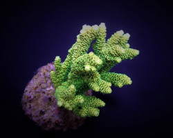 Acropora Millepora (Yellow-Green) M