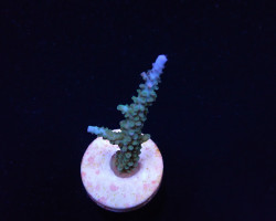 Acropora Parilis (Frag) M