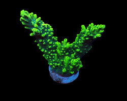 Acropora Robusta (Frag) M