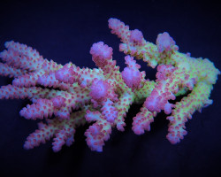 Acropora Spp. (Coral Sea) (Ultra) L