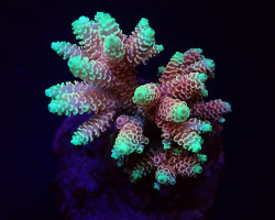 Acropora Spp. (Fiji-Tonga) L