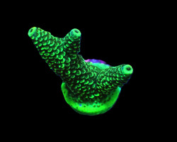 Acropora Spp. (Green) (Frag) M
