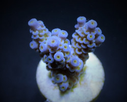 Acropora Tenuis (Blueish) (Frag) M