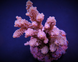 Acropora Tenuis (Pinkish) S