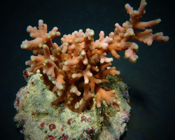 Acropora Turaki M