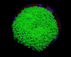 Alveopora Spongiosa (Green) (Frag) M