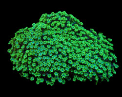 Alveopora Spongiosa (Green) Xs
