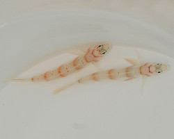 Amblyeleotris Diagonalis M