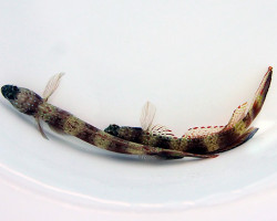 Amblyeleotris Latifasciata M