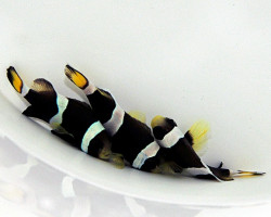 Amphiprion Latezonatus -  Allevato Europa M