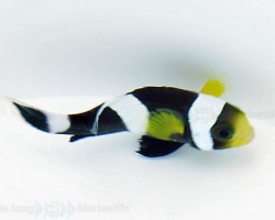 Amphiprion Polymnus M