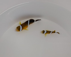 Amphiprion Tricinctus Ml