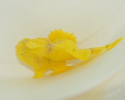 Antennarius Spp. (Yellow) M
