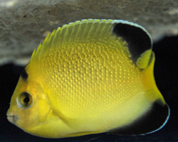 Apolemichthys Armitagei M