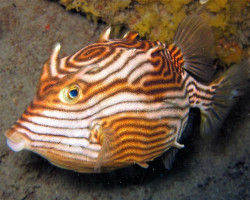 Aracana Aurita (Femmina) Ml