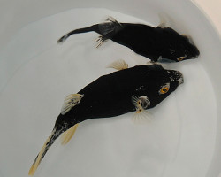 Arothron Nigropunctatus (Black/White) Ml