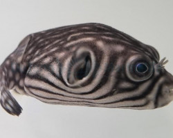 Arothron Reticularis M