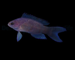 Assessor Macneilli M